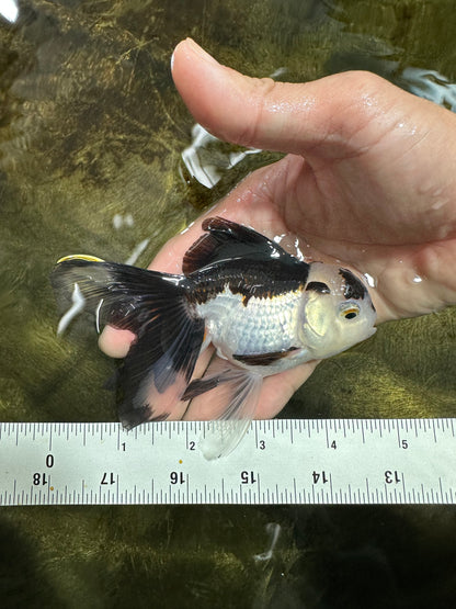 [COUPLE] Tricolor Male & Panda Female Oranda 4.5 inches #101025CO_02