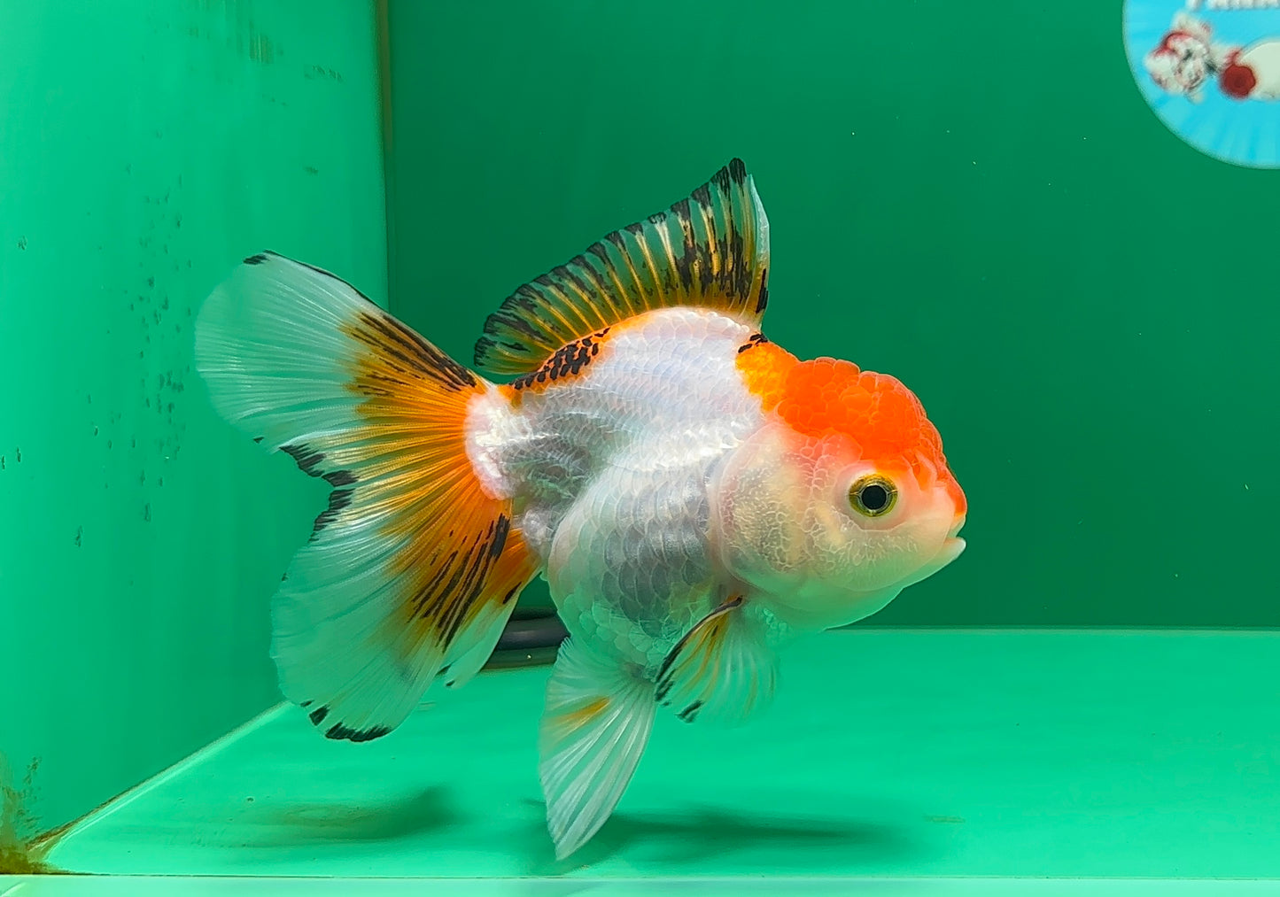[SINGLE] Tricolor Oranda Female 4.5-5 inches #070425SO_04