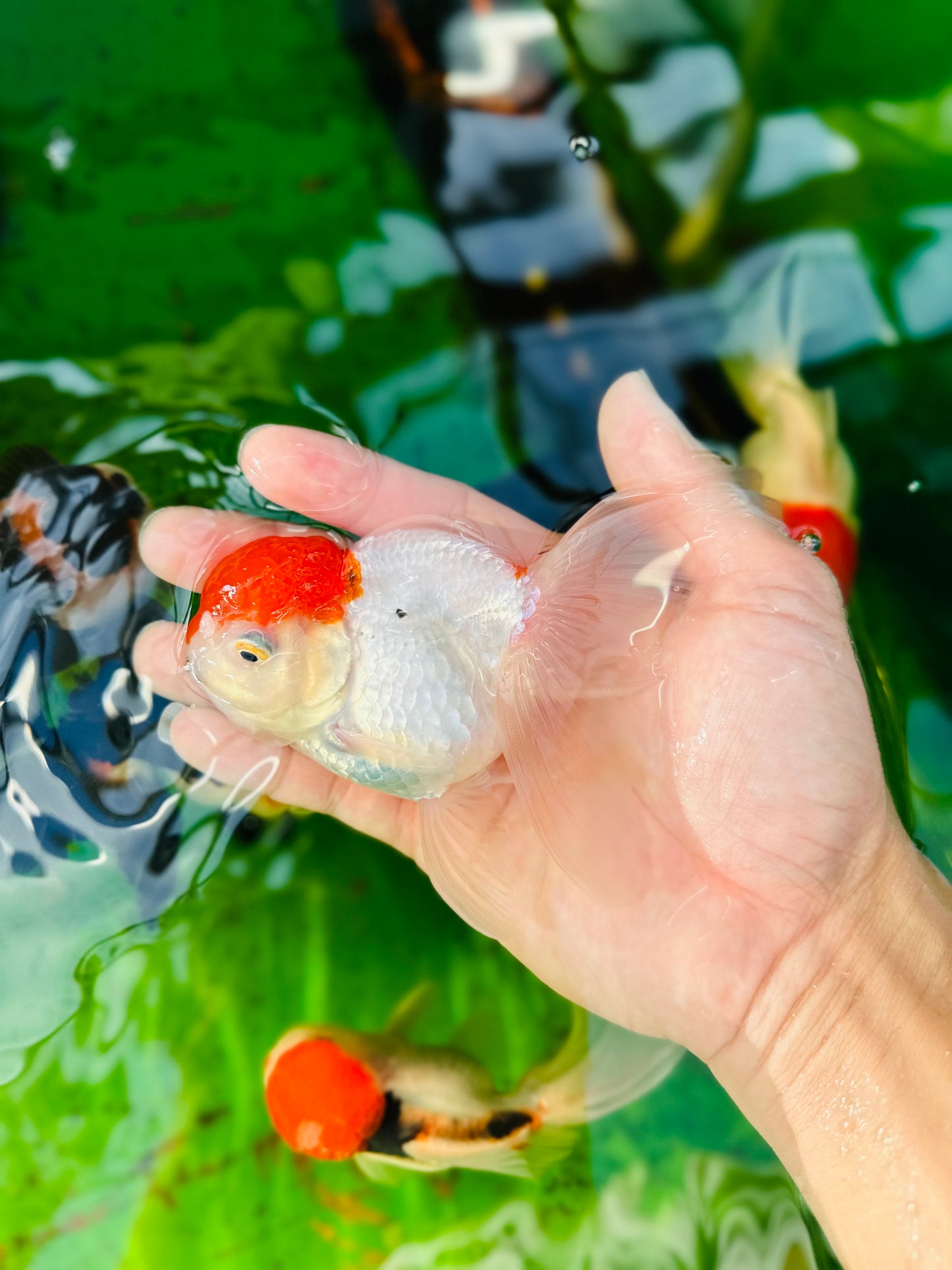 [SINGLE] Red Cap Oranda Female size 4.5 inches #112224SO_11