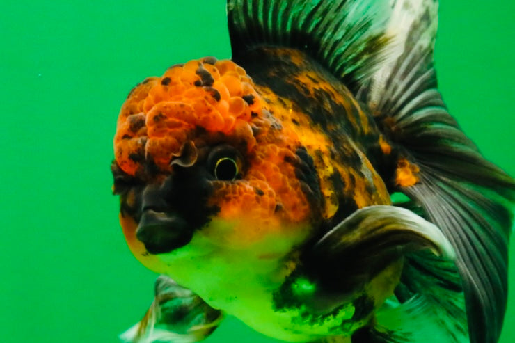 [SINGLE] Tiger Oranda Male 5 inches #112125SO_01