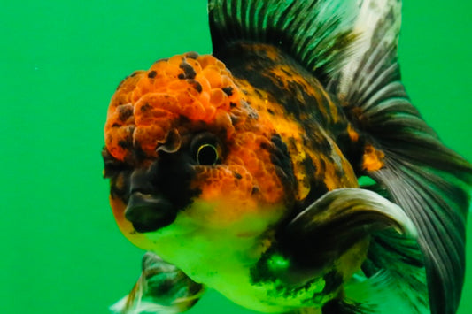 [SINGLE] Tiger Oranda Male 5 inches #112125SO_01
