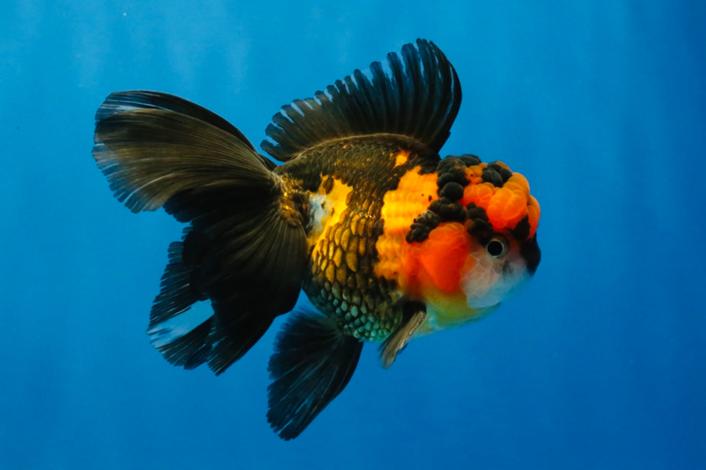 [SINGLE] Tricolor Oranda Male 4.5 inches #040326SO_09