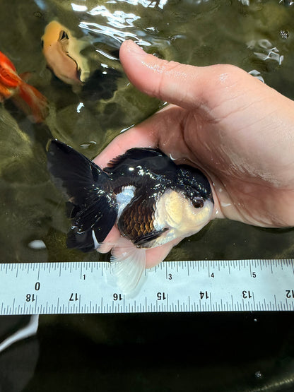 [SINGLE] Panda Oranda Male 4-4.5 inches #031326SO_04