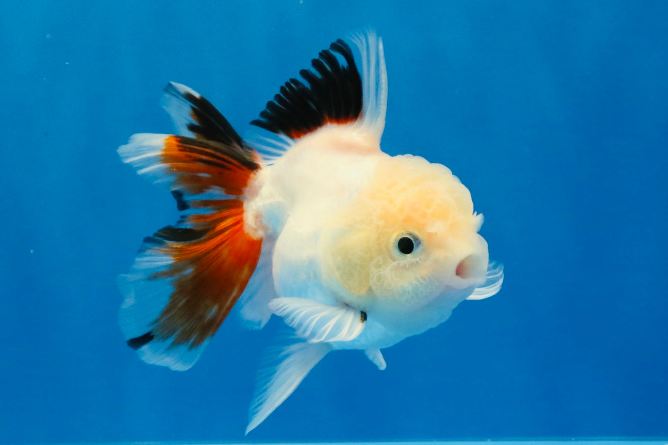 [SINGLE] Tricolor Oranda Male 4 inches #032026SO_05