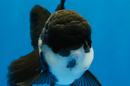 [SINGLE] Panda Oranda Male 4-4.5 inches #041026SO_07