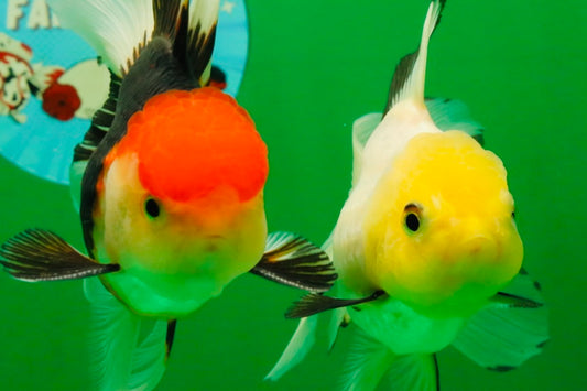[COUPLE] Tricolor Male & Lemonhead Female 4.5 inches #091925CO_01