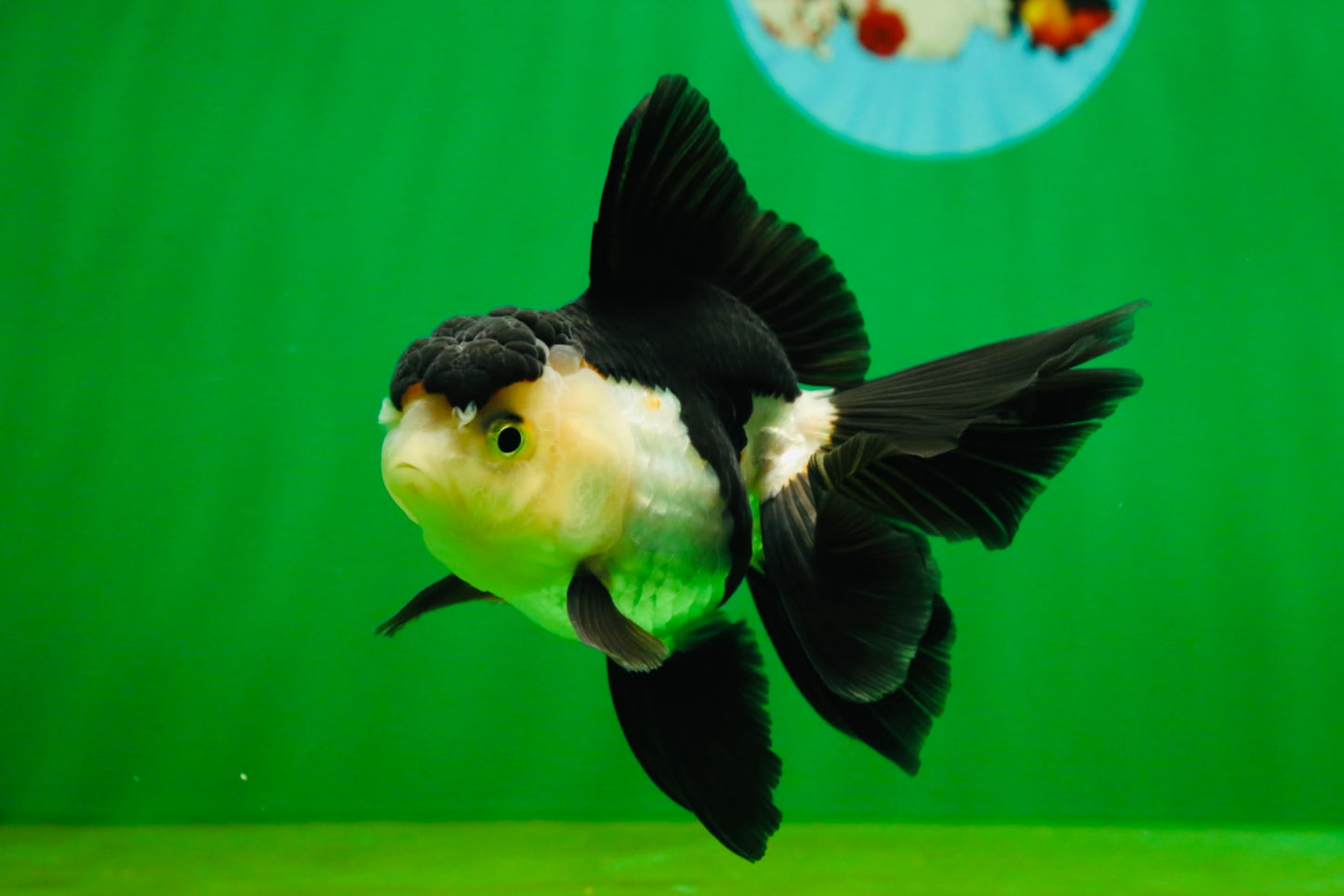 [SINGLE] Panda Oranda Female 4.5 inches #080825SO_05