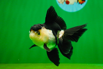 [SINGLE] Panda Oranda Female 4.5 inches #080825SO_05