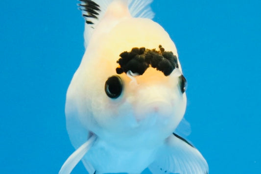 [SINGLE] Panda Button Eyes Oranda Female 4-4.5 inches #031326SO_03