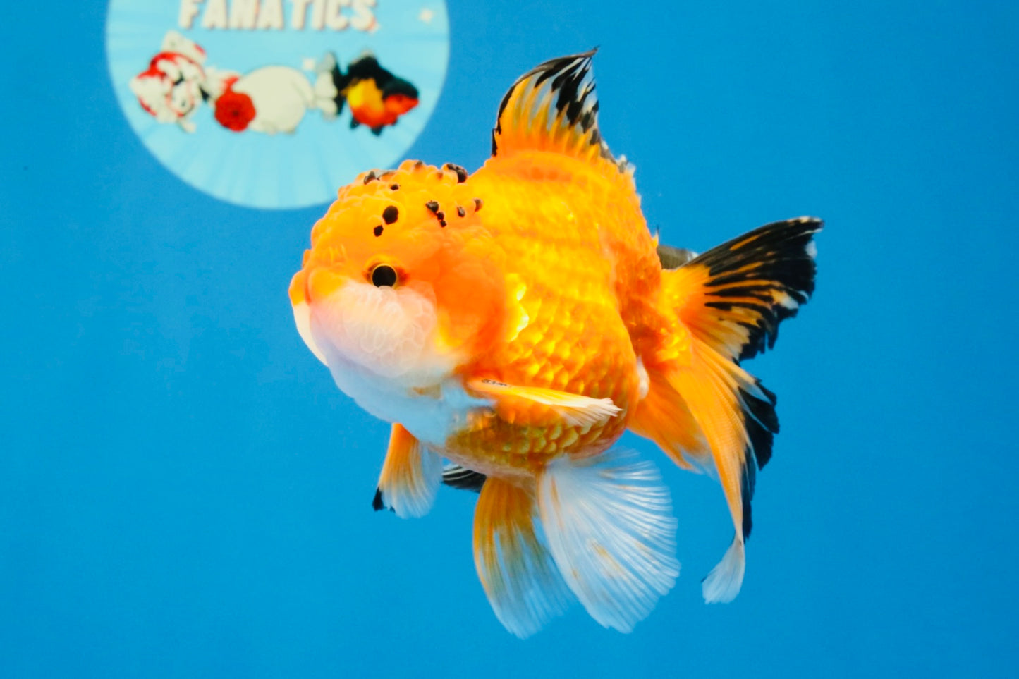 [SINGLE] Orange Oranda Male 4.5 inches #040326SO_05