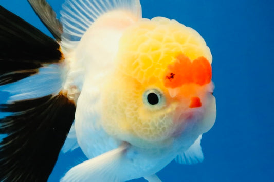 [SINGLE] Tricolor Oranda Male 4 inches #040326SO_07