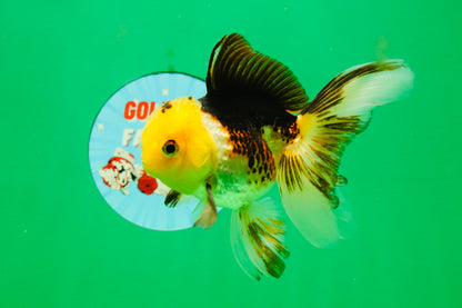 [SINGLE] Tricolor Male 4-4.5 inches #103125SO_03