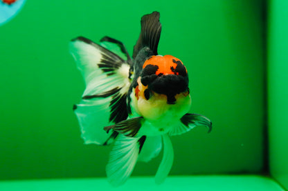 [SINGLE] Tricolor Oranda Male 4.5-5 inches #082225SO_09
