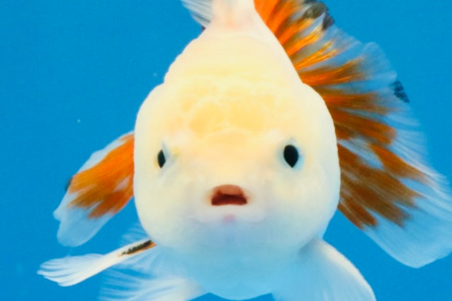 [SINGLE] Tricolor Oranda Male 4 inches #032026SO_05