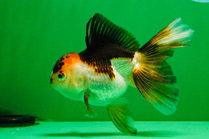 [SINGLE] Tricolor Oranda Female 4.5 inches #112125SO_08
