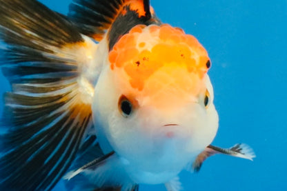 [SINGLE] Tricolor Oranda Male 4-4.5 inches #032026SO_06