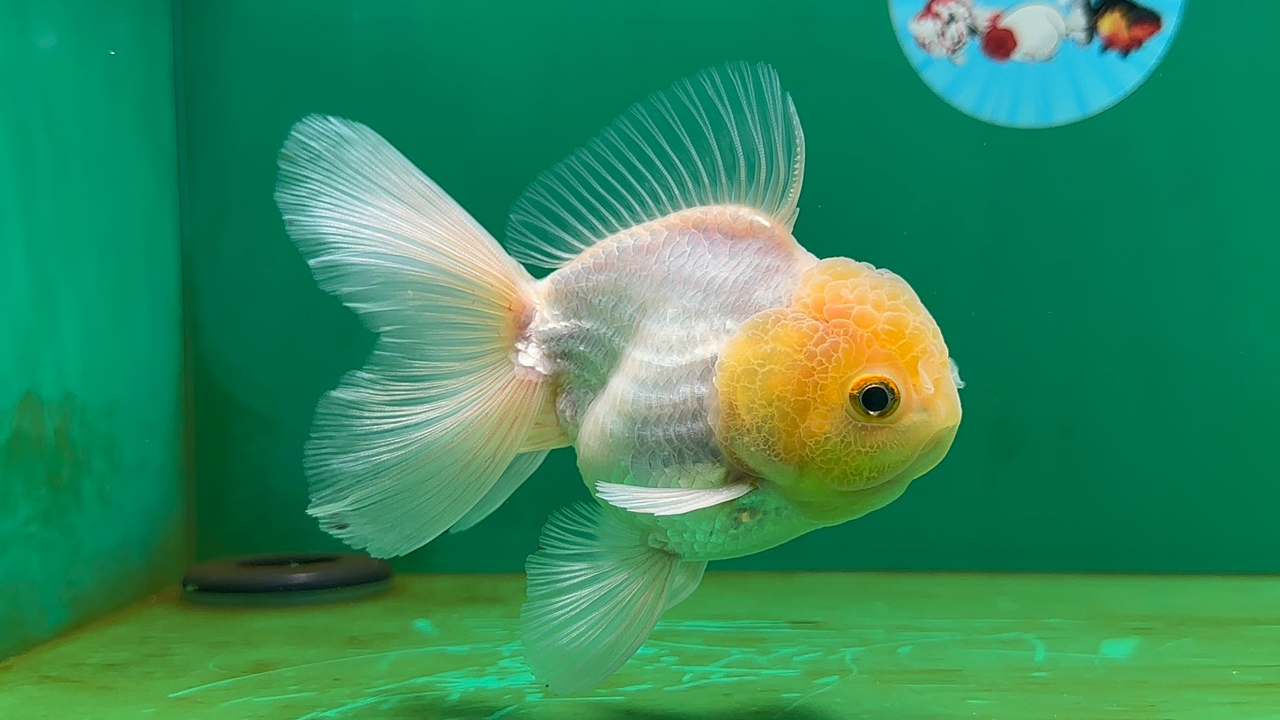 [SINGLE] White Oranda Male 4.5 inches #060625SO_03