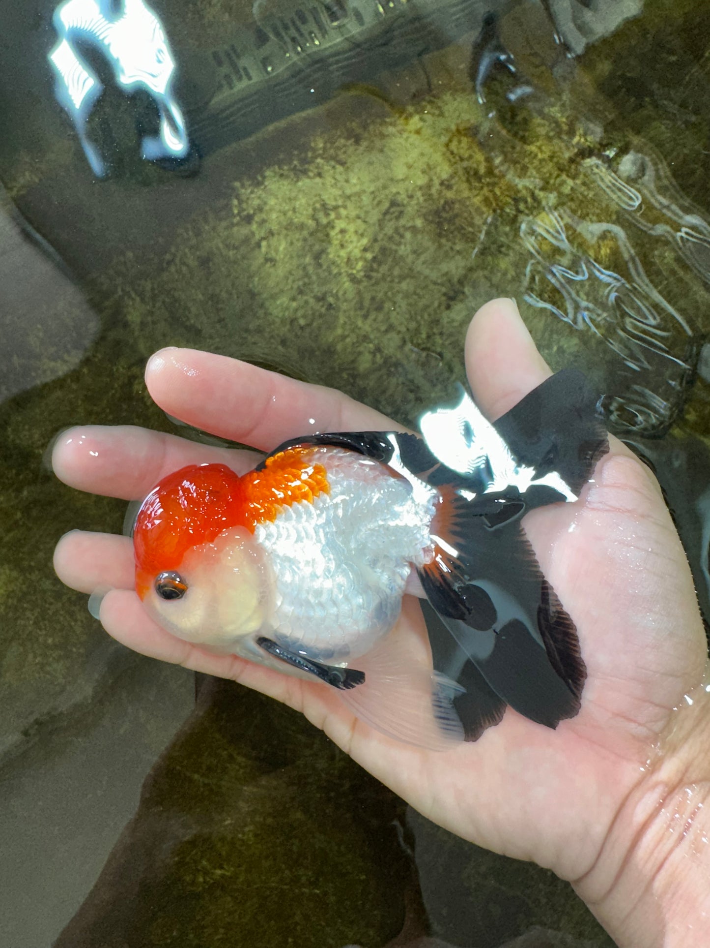[SINGLE] Tricolor Button Eyes Oranda Male 4.5 inches #080825SO_12