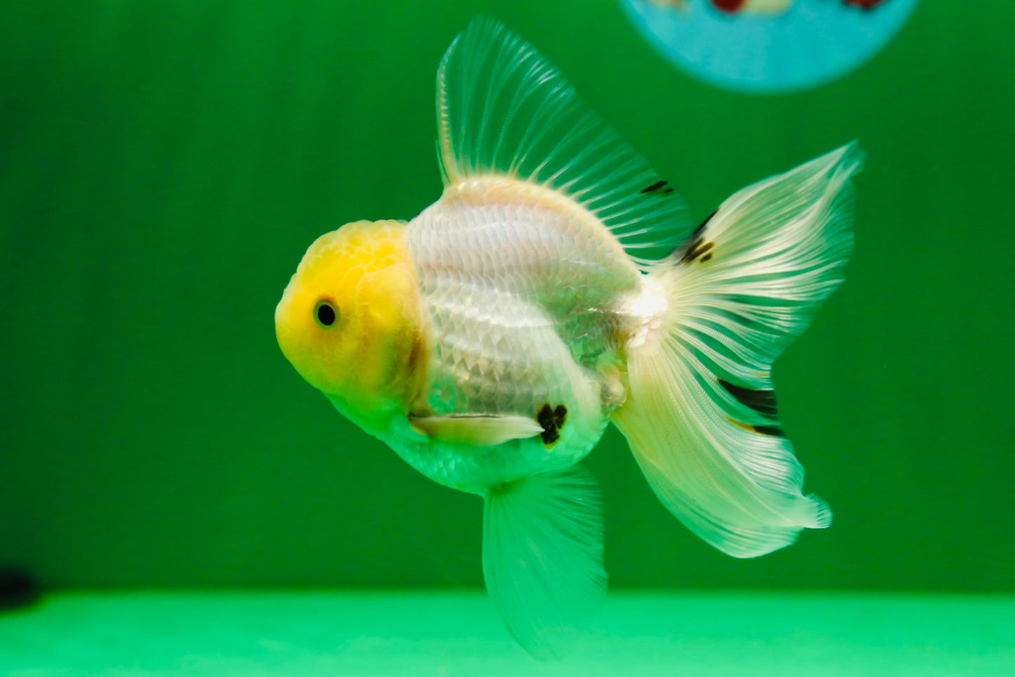 [SINGLE] White Oranda Male 4-4.5 inches #081525SO_04