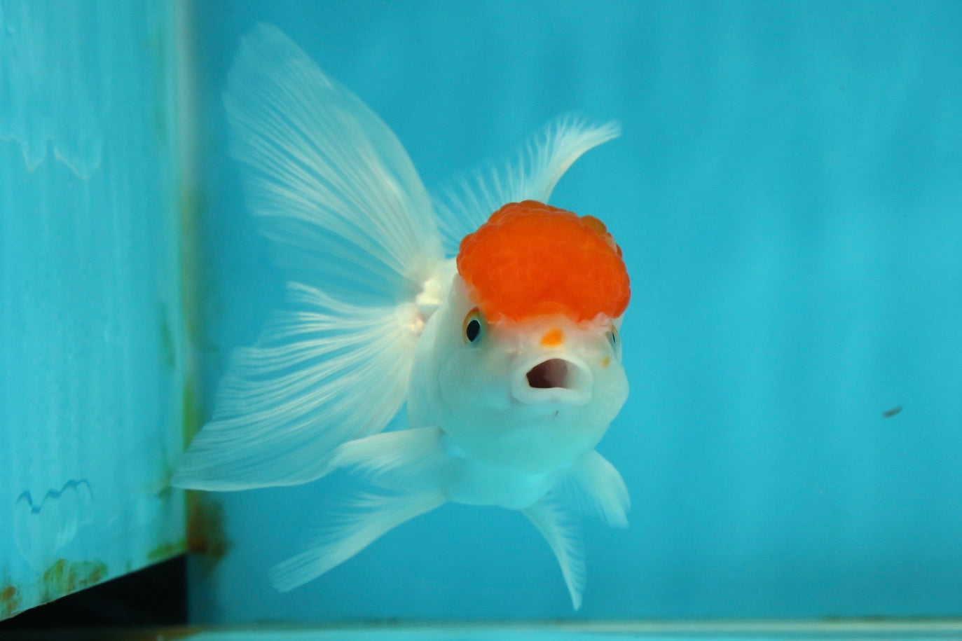 [SINGLE] Red Cap Oranda Female 4-4.5 inches #112924SO_18