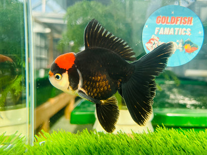 [SINGLE] Tricolor Red Head Oranda Male size 4.5 inches #111524SO_17