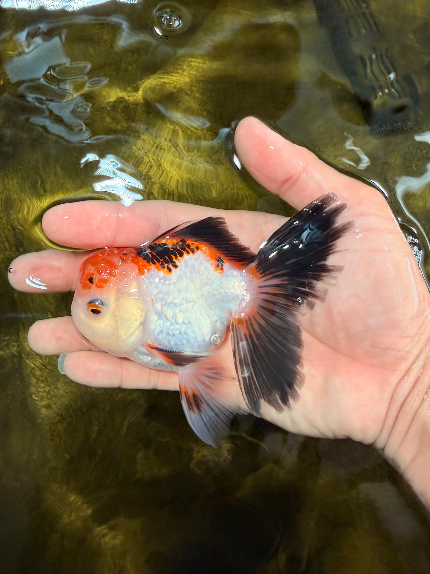 [SINGLE] Tricolor Oranda Male 4-4.5 inches #032026SO_06