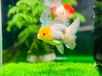 [COUPLE] Lemonhead & Red Cap Oranda size 4-4.5 inches #111524CO_15