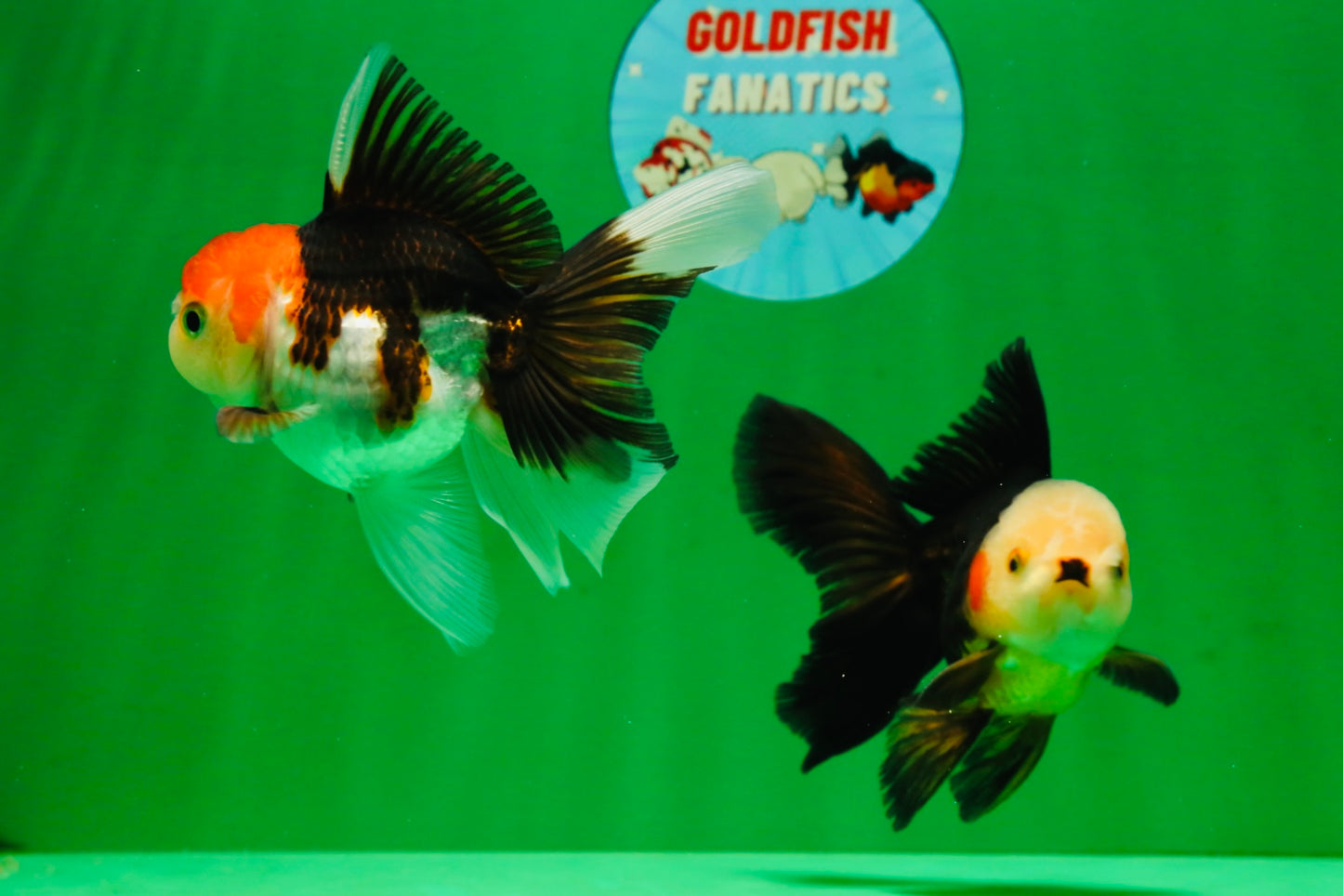[COUPLE] White Head Male & Red Head Tricolor Female 4-4.5 inches #091925CO_05