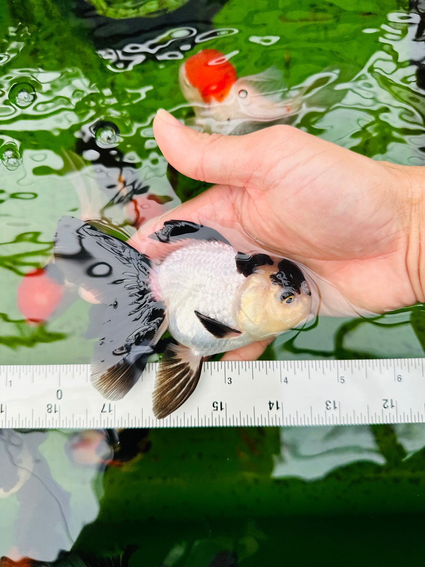 [SINGLE] Panda Oranda Female size 4.5 inches #112224SO_09