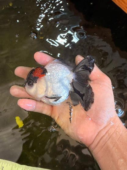 [SINGLE] Tricolor Oranda Female 4-4.5 inches #041026SO_05