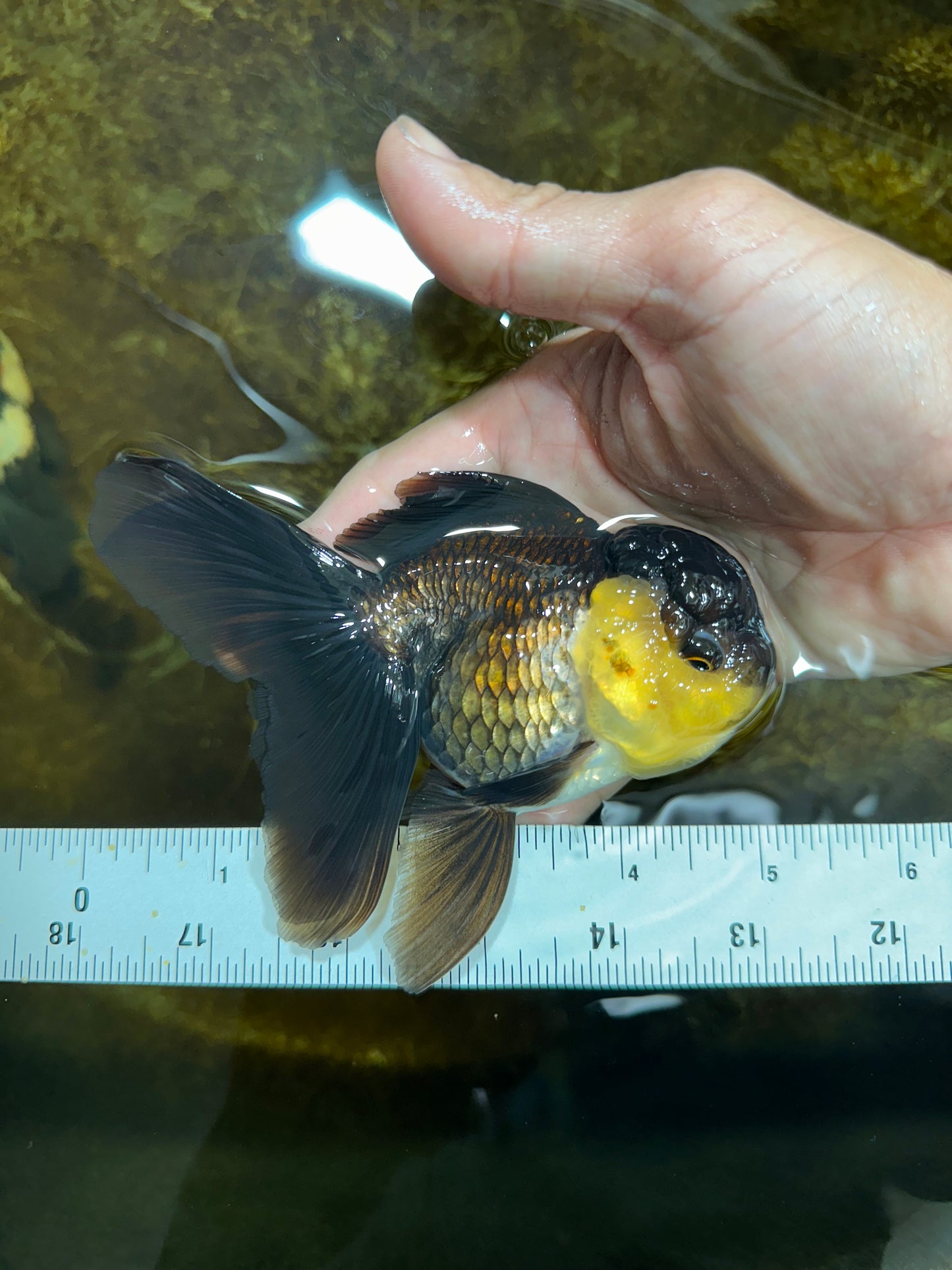 [SINGLE] Panda Oranda Female 5 inches #082225SO_11