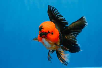 [SINGLE] Red Head Apache Oranda Male 4-4.5 inches #030626SO_01