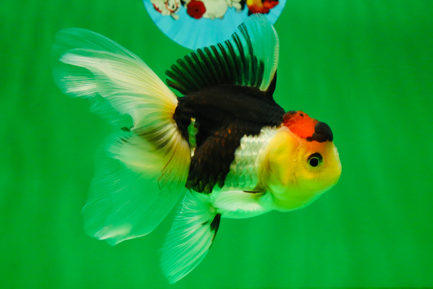 [SINGLE] Tricolor Male Oranda 4.5-5 inches #101025SO_11