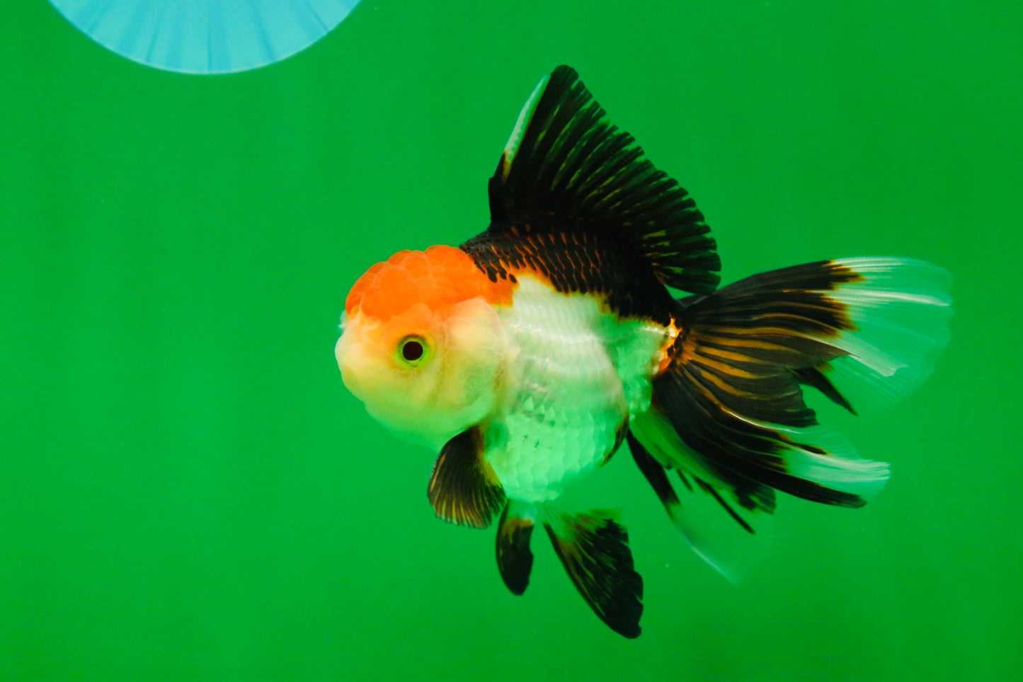 [SINGLE] Tricolor Female Oranda 4.5 inches #080125SO_01