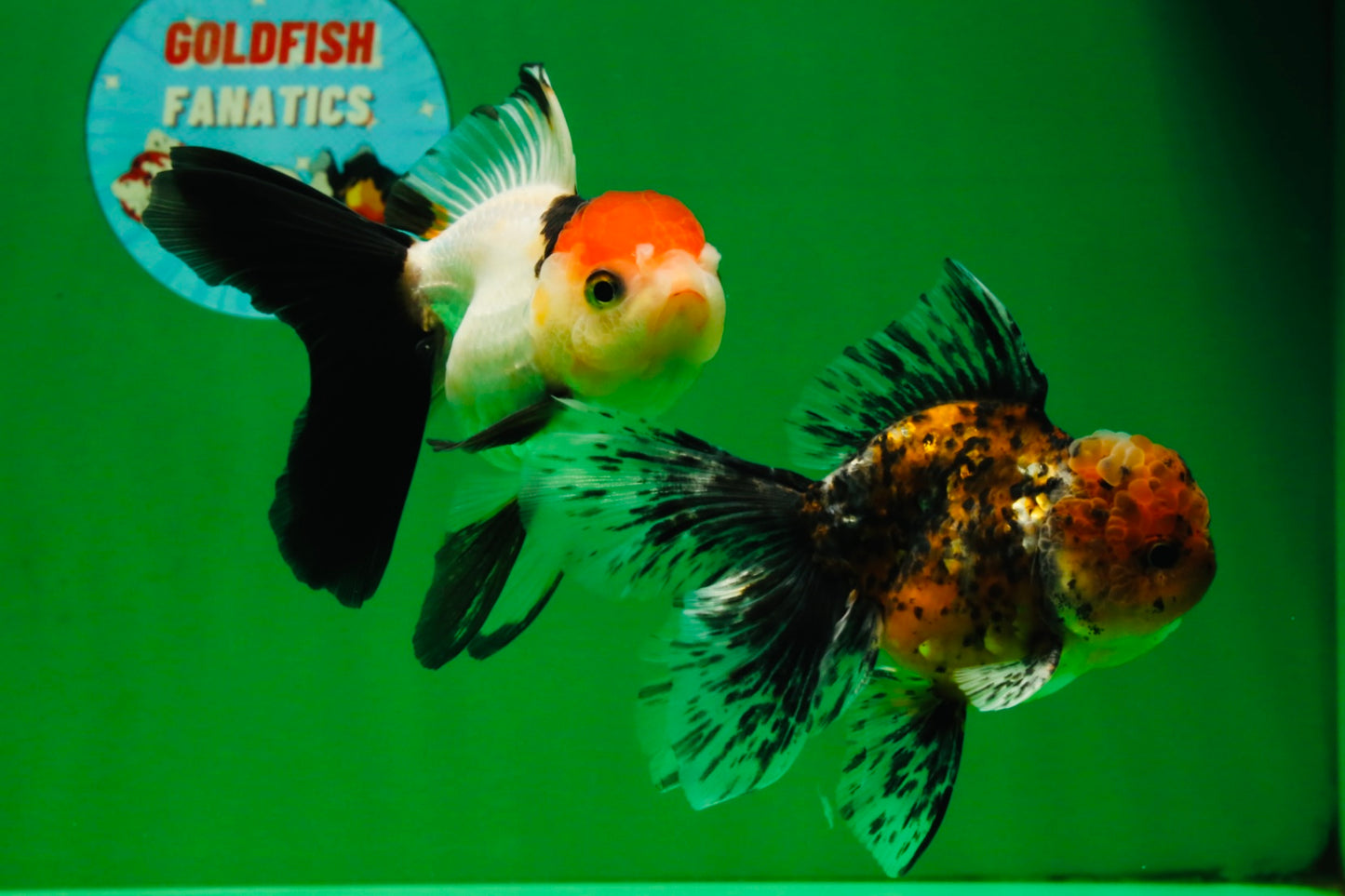 [COUPLE] Tiger Male & Tricolor Female 4-4.5 inches #091925CO_02