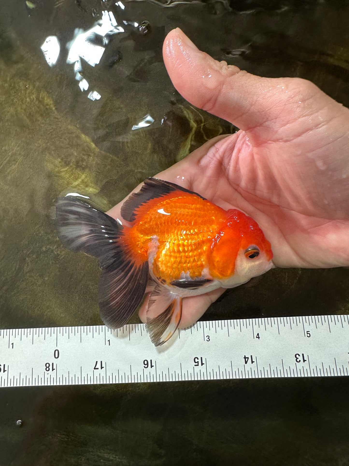 [SINGLE] Tricolor Female Oranda 4-4.5 inches #080125SO_02