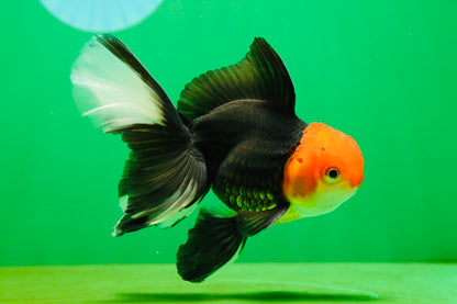 [SINGLE] Tricolor Oranda Male 4.5-5 inches #080825SO_09
