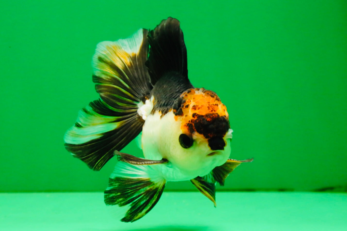 [SINGLE] Tricolor Oranda Male 4 inches #112125SO_04