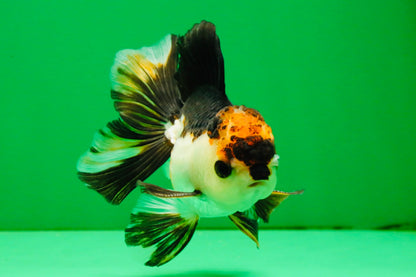 [SINGLE] Tricolor Oranda Male 4 inches #112125SO_04