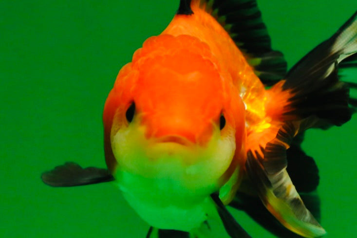 [SINGLE] Tricolor Female Oranda 4-4.5 inches #080125SO_02