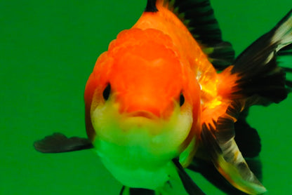 [SINGLE] Tricolor Female Oranda 4-4.5 inches #080125SO_02