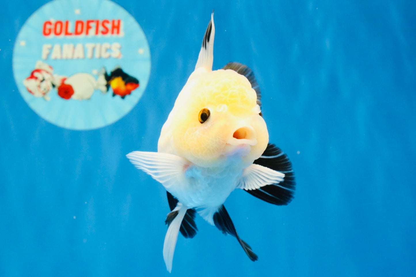 [SINGLE] Panda Button Eyes Oranda Male 4.5 inches #032026SO_10