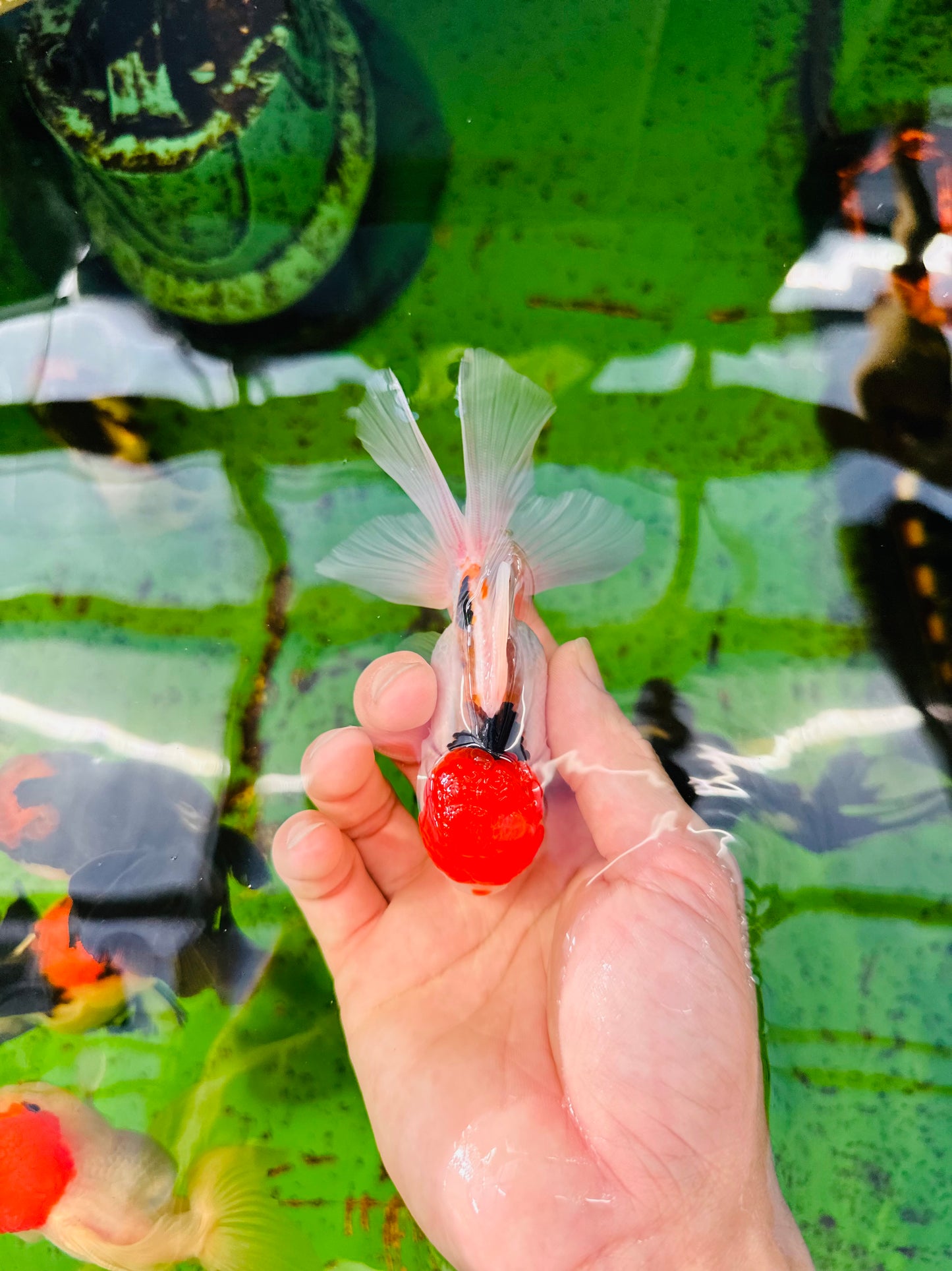 [SINGLE] Red Cap Oranda Male size 4-4.5 inches #112224SO_13