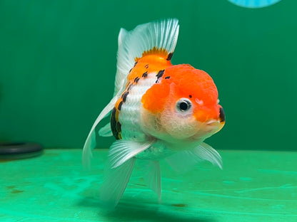 [SINGLE] Tricolor Oranda Male 4-4.5 inches #062725SO_08