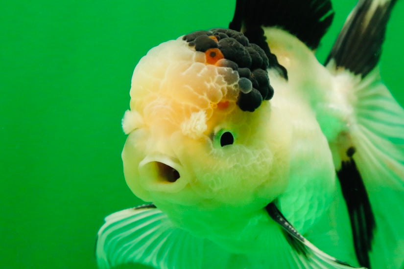 [SINGLE] Tricolor Male Oranda 5 inches #080125SO_12