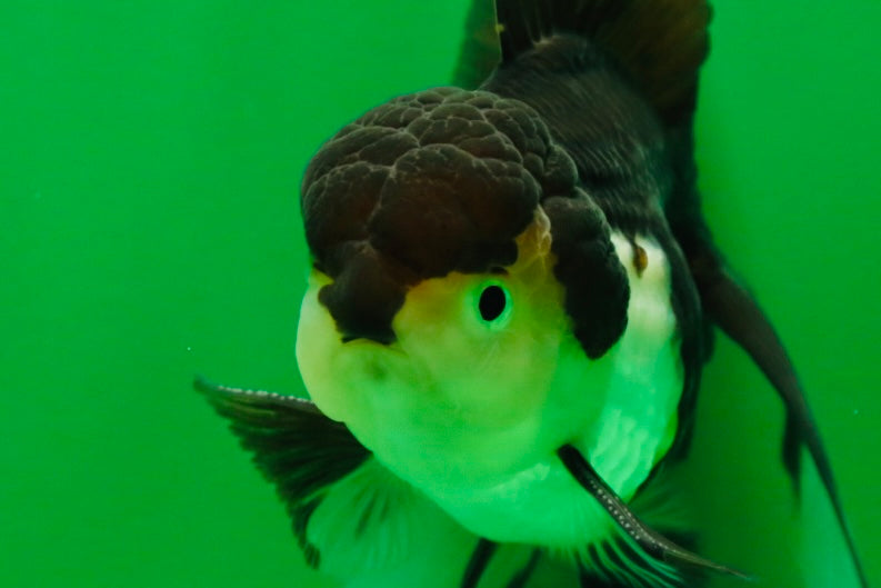 [SINGLE] Panda Male Oranda 4.5-5 inches #080125SO_07