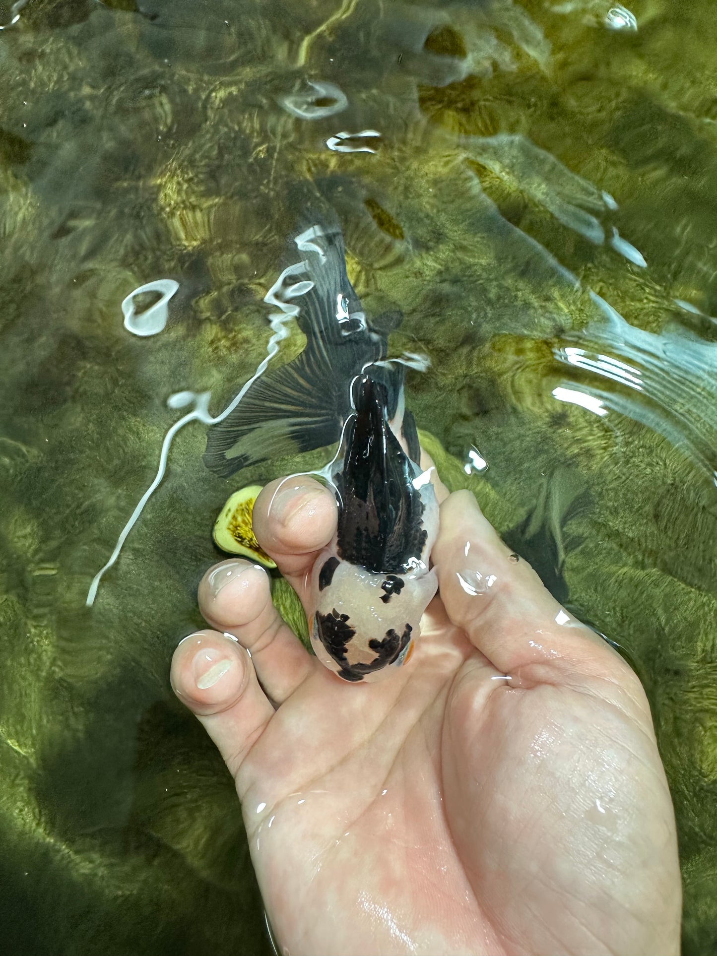 [COUPLE] Tricolor Male & Panda Female Oranda 4.5 inches #101025CO_02