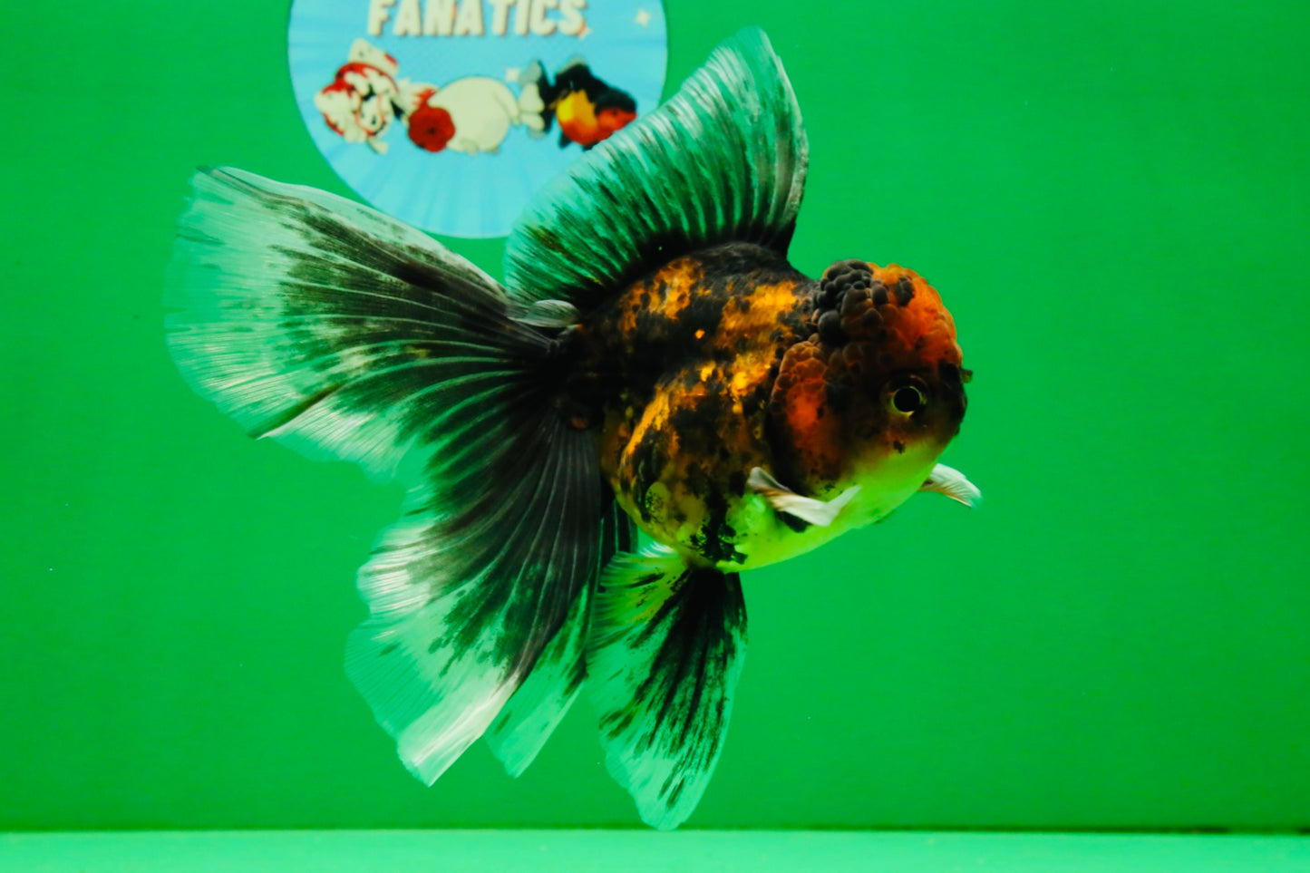 [SINGLE] Tiger Oranda Male 5 inches #112125SO_01