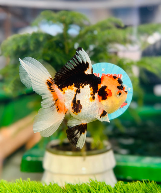 [SINGLE] Tricolor Oranda Female size 4.5 inches #112224SO_19