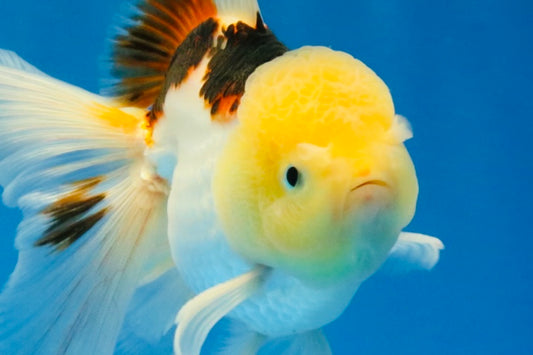 [SINGLE] Tricolor Oranda Male 4.5 inches #032026SO_07